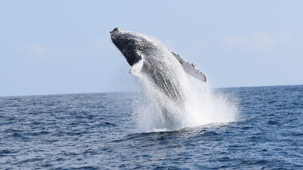 Whale Watching