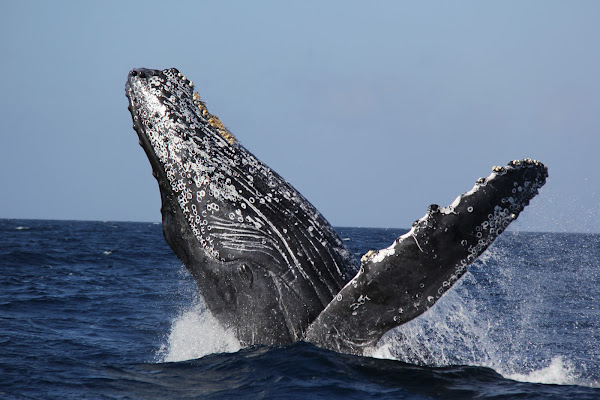 Whale Watching