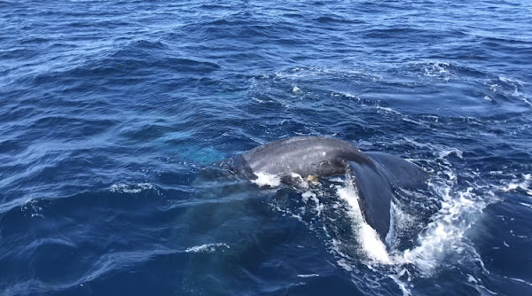 Whale Watching