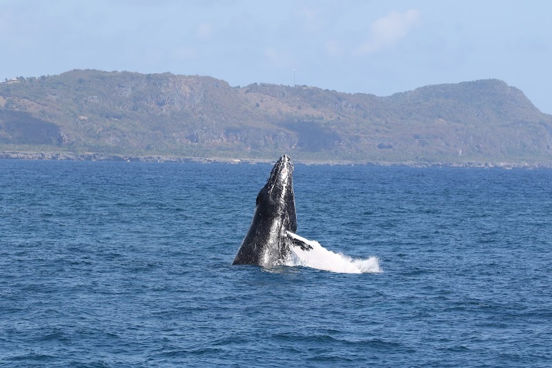 Whale Watching Excursion
