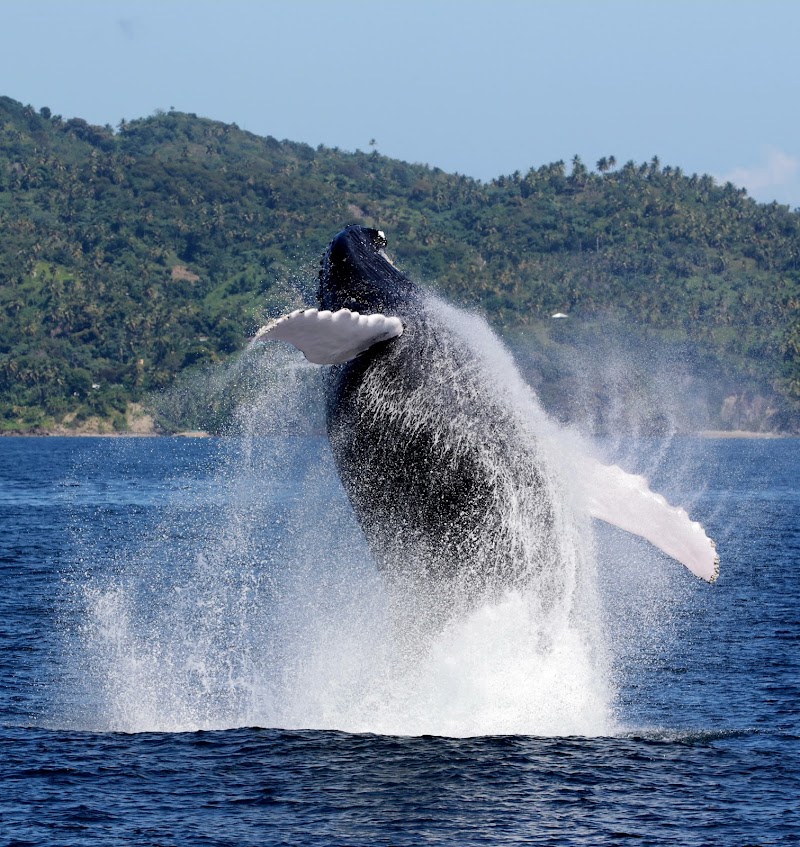 Whale Watching Excursion