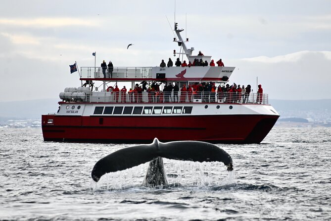 Whale Watching from Reykjavik