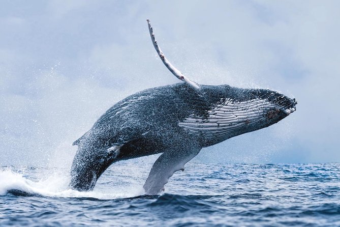 Whale Watching from Reykjavik