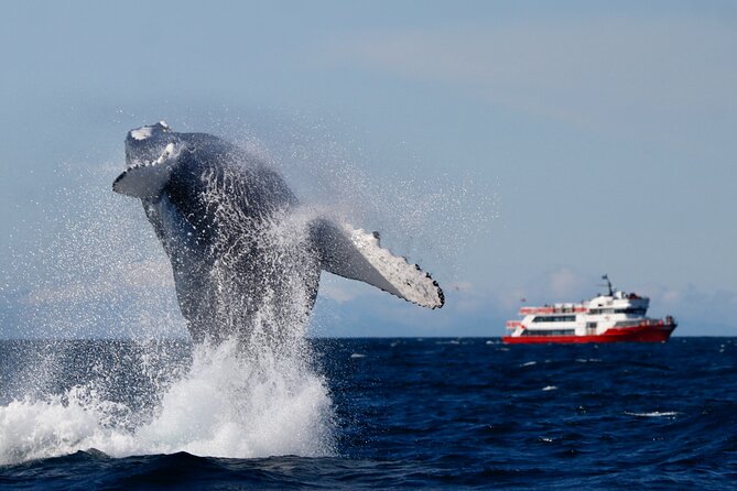 Whale Watching from Reykjavik