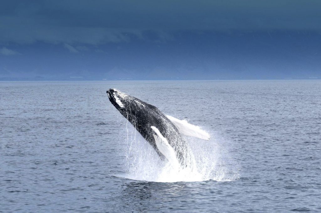 Whale Watching from Reykjavik