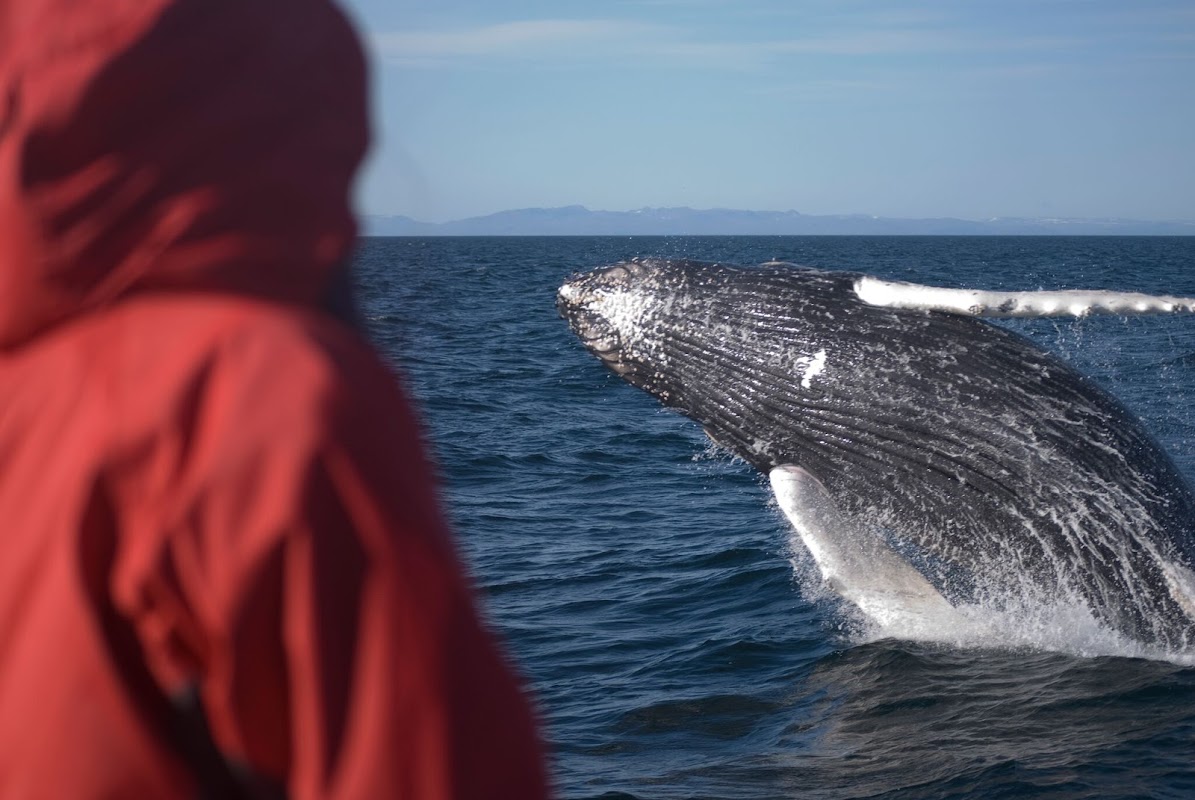 Whale Watching from Reykjavik