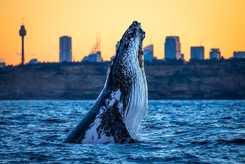 Whale Watching (May-Nov)