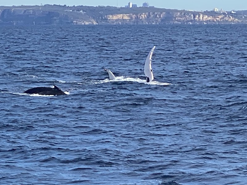 Whale Watching (May-Nov)