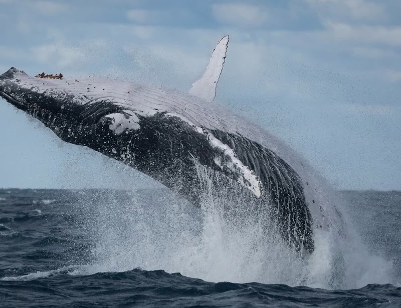 Whale Watching (May-Nov)