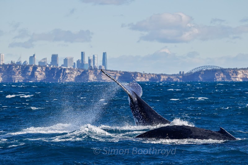 Whale Watching (May-Nov)