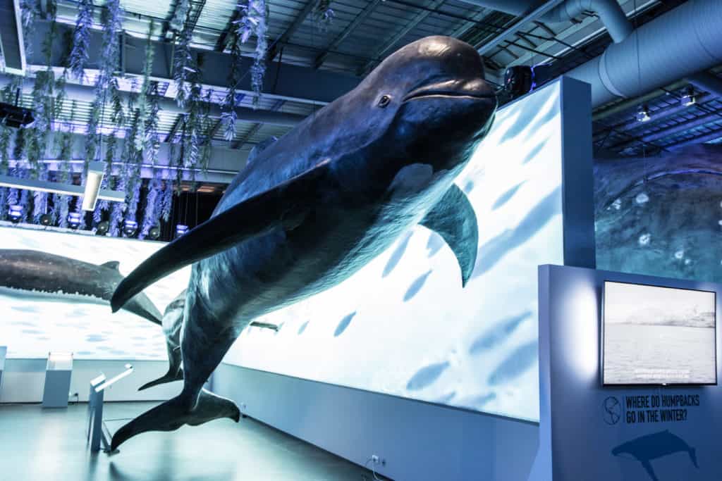 Whales of Iceland Museum