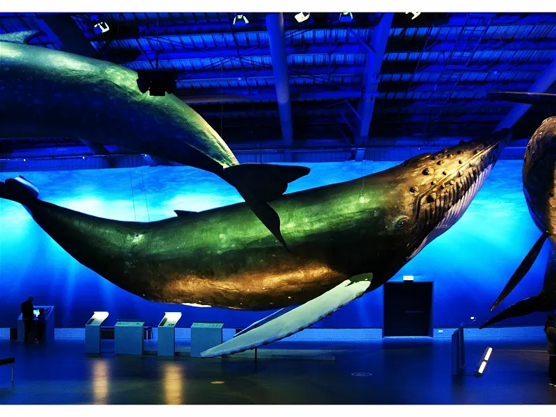 Whales of Iceland Museum