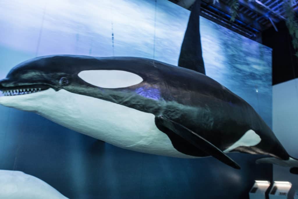 Whales of Iceland Museum