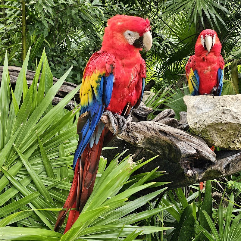 Xel-Há Park