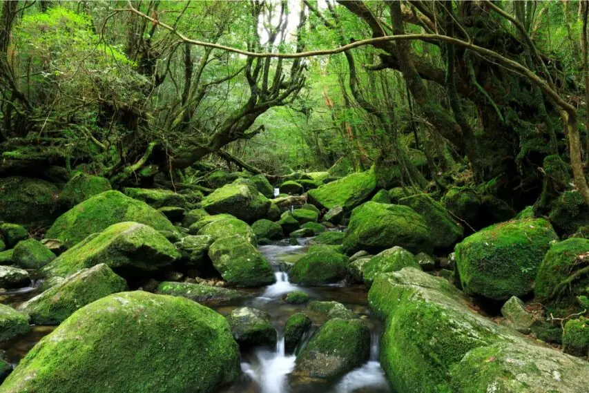 Yakushima Island