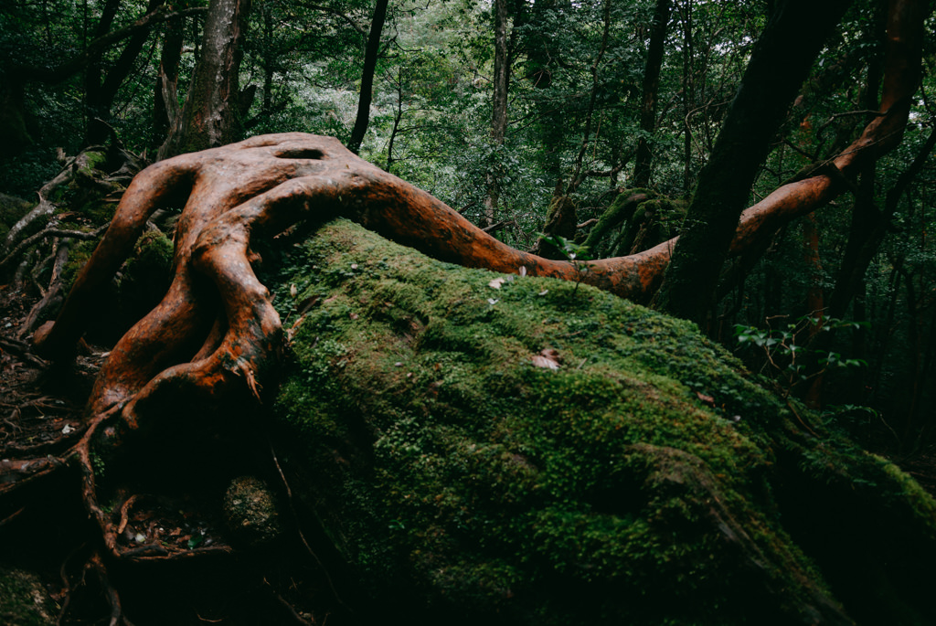 Yakushima Island