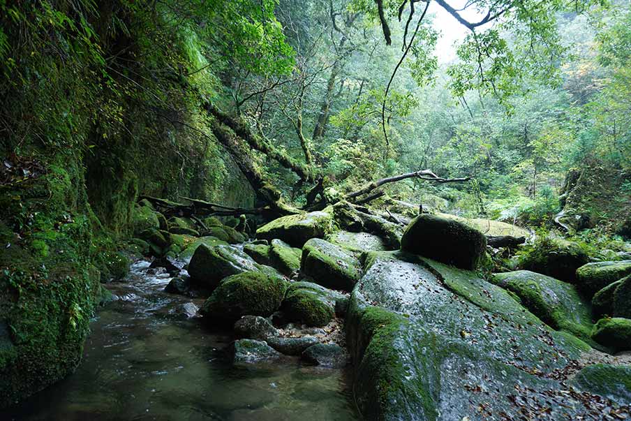 Yakushima Island