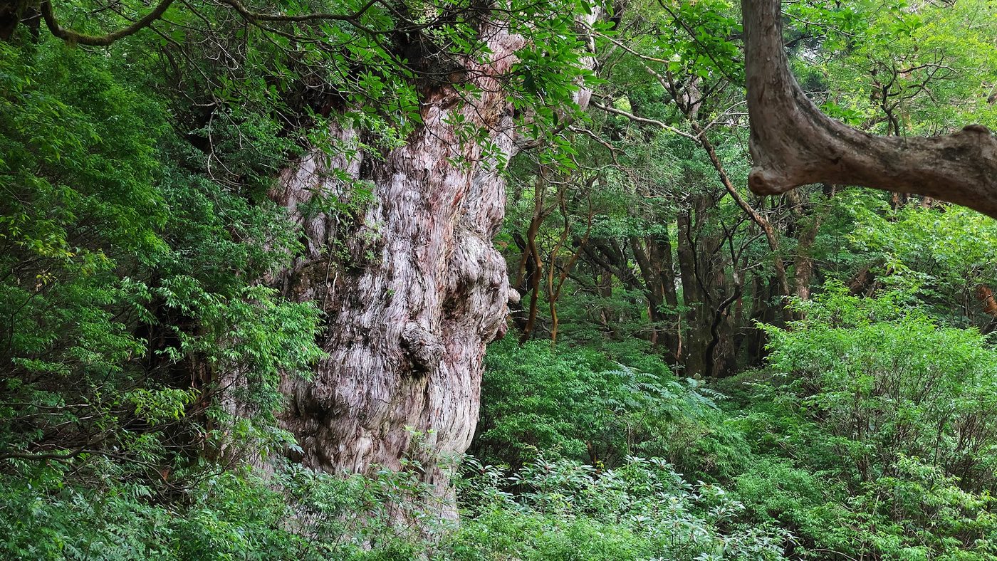 Yakushima Jomon Cedar