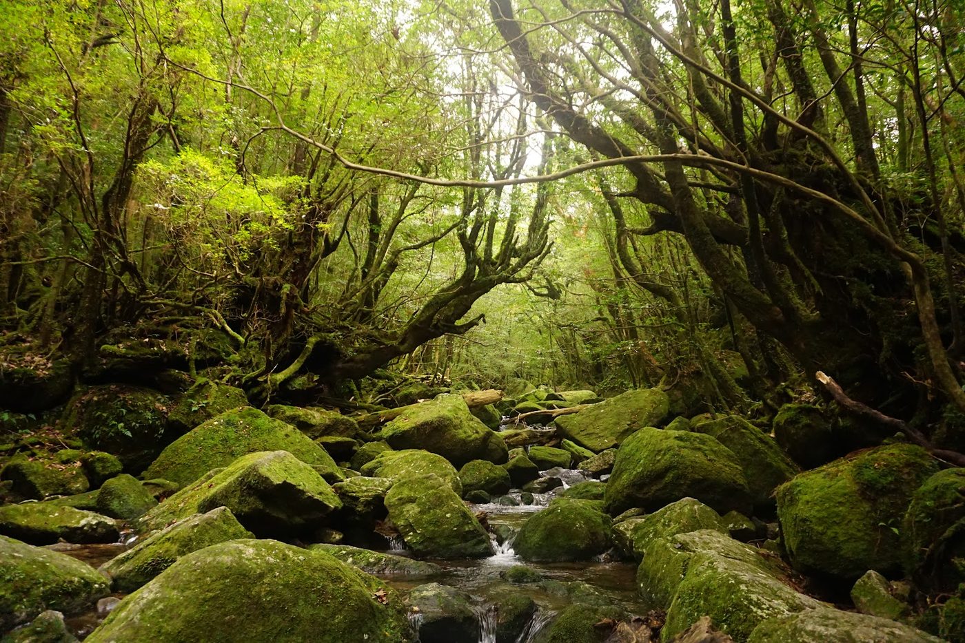 Yakushima Jomon Cedar