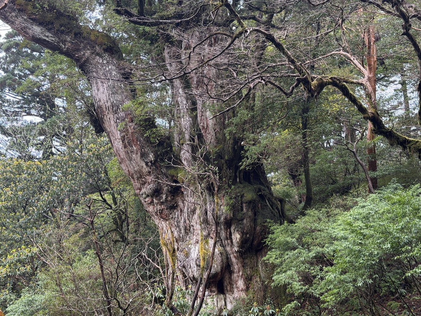 Yakushima Jomon Cedar