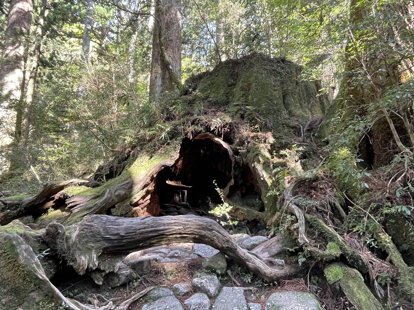 Yakushima Jomon Cedar