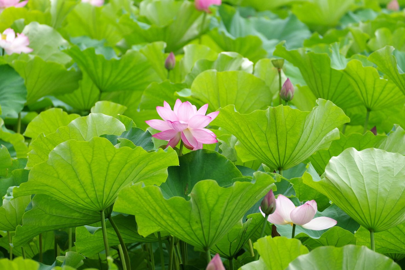 Yokohama Sankeien Garden