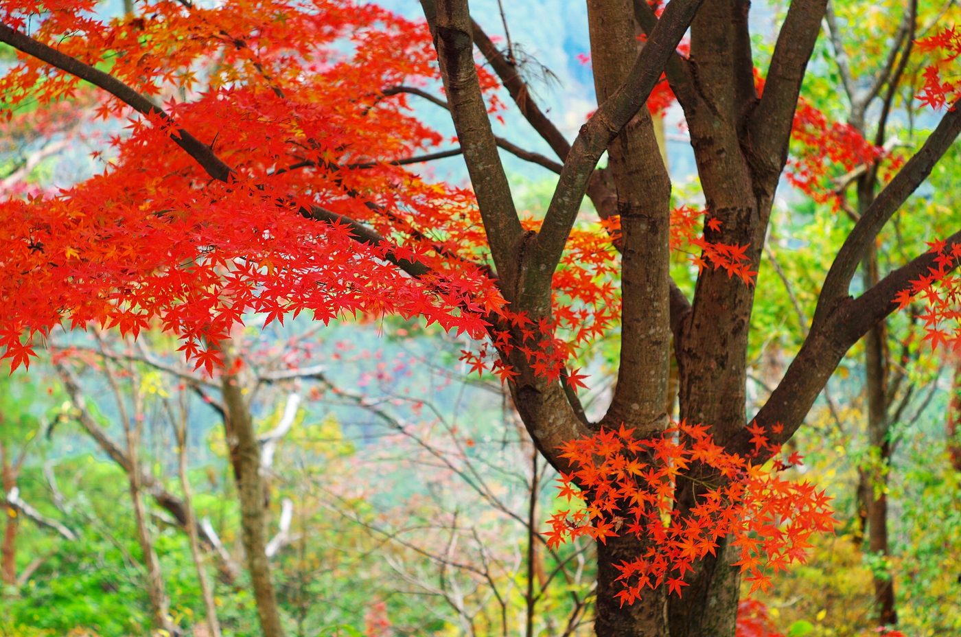 Yoshino Mountain