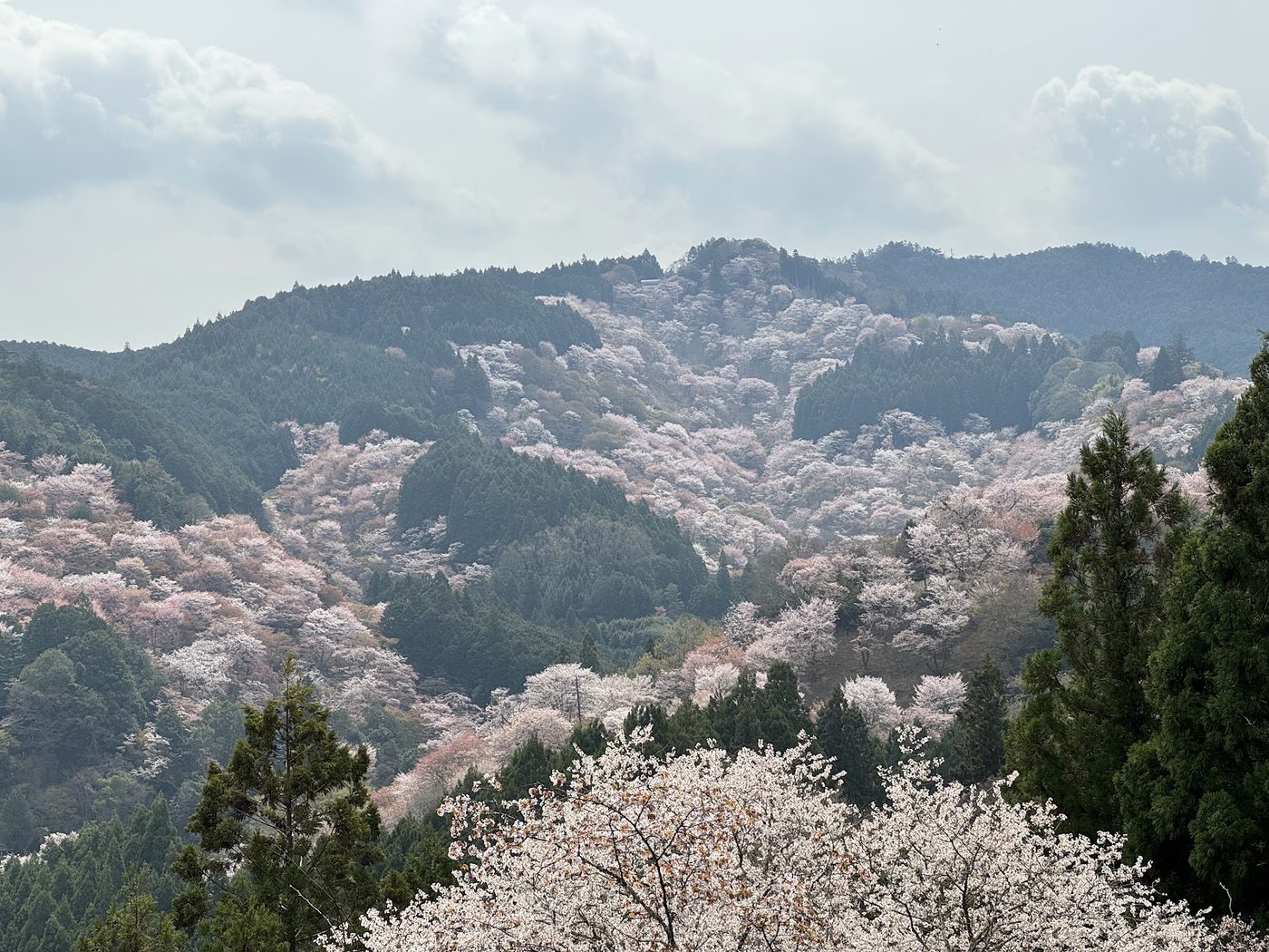 Yoshino Mountain
