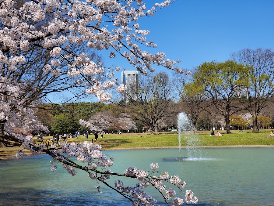 Yoyogi Park Hangout