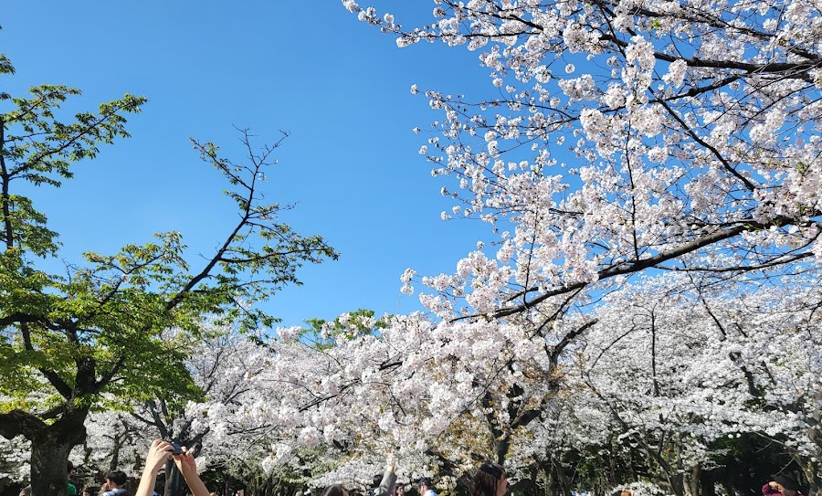 Yoyogi Park Hangout