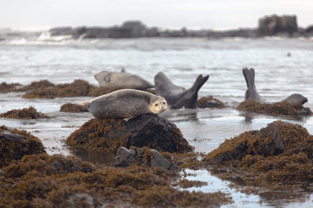 Ytri-Tunga Seal Beach