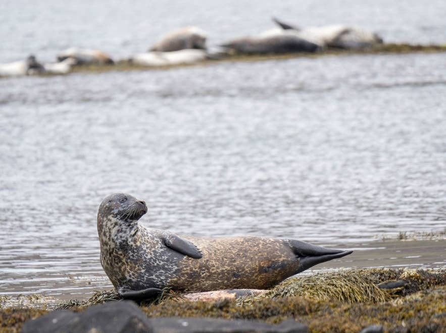 Ytri-Tunga Seal Beach