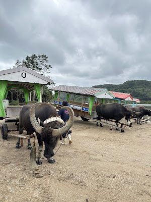 Yubu Island Buffalo Cart