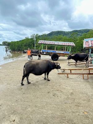Yubu Island Buffalo Cart