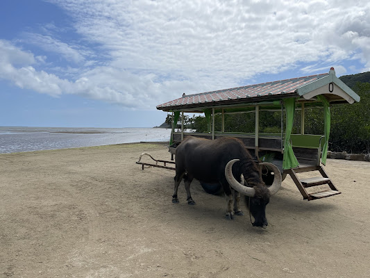 Yubu Island Buffalo Cart