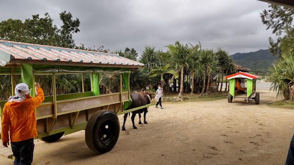 Yubu Island Buffalo Cart
