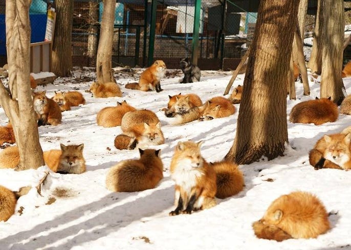 Zao Fox Village