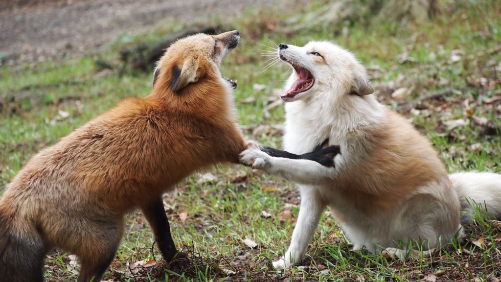 Zao Fox Village