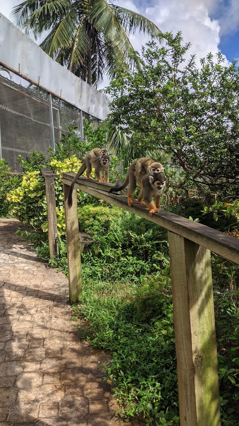 Zip-Line Over the Jungle