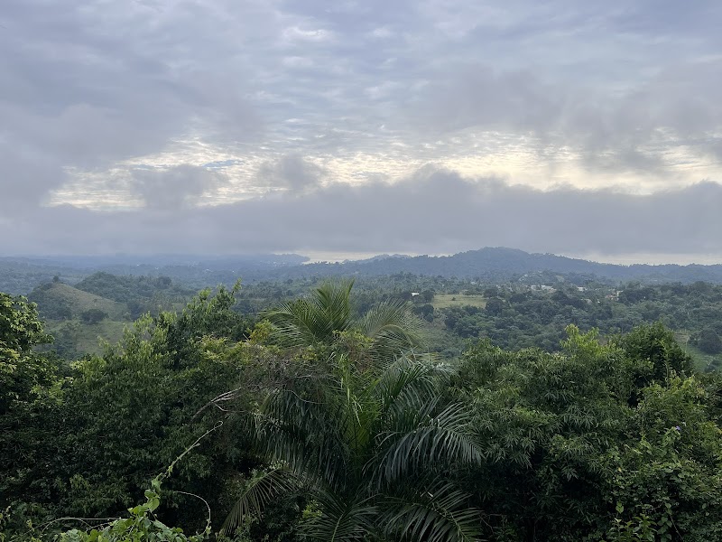 Zip-Line Over the Jungle