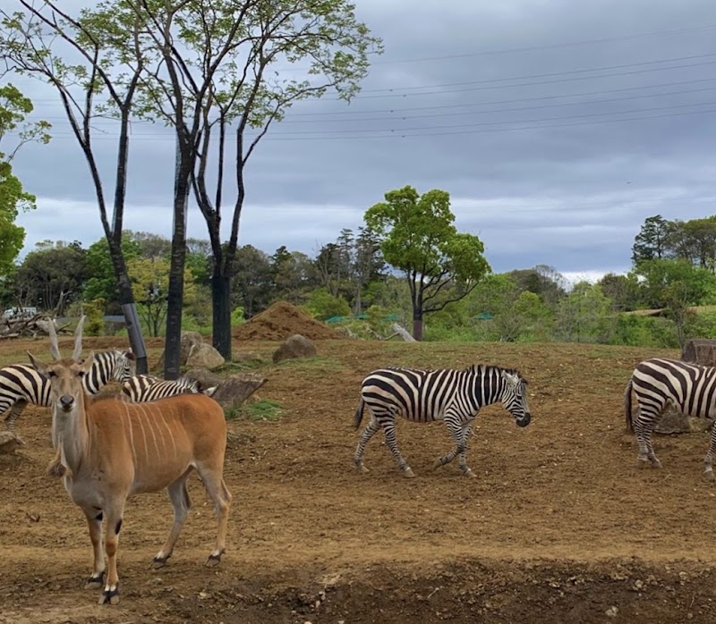 Zoorasia